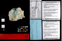 Foto (Objekt + Etiketten) von Tuberosagalathea neojurensis (Patrulius, 1959) 